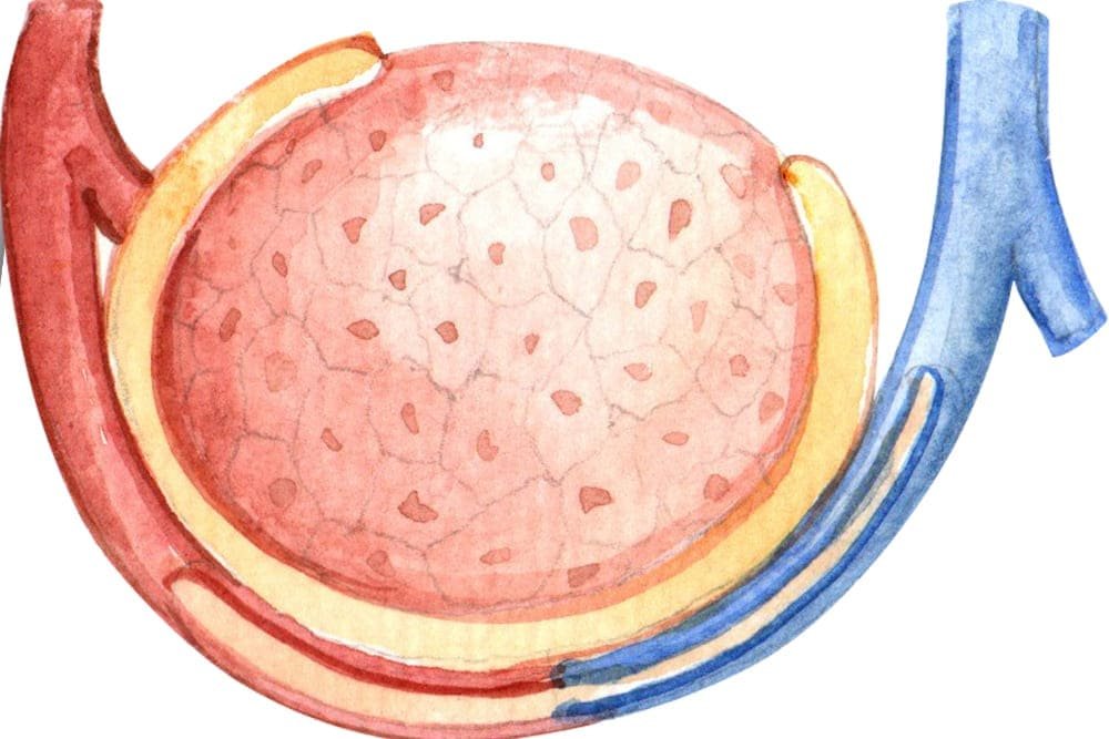 Hidrocele y quistes testiculares en CDMX: Diagnóstico y tratamiento urológico especializado